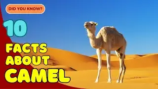 10 Fascinating Facts About Camels You Didn&rsquo;t Know! 🐫