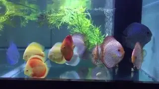 Quick an easy water change for Discus