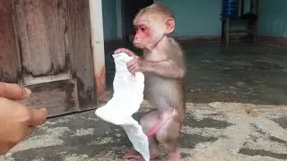 Smart Bob monkey helps Mom get diapers after bathing
