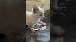 Money talks. 💴💰 #moneytalks #freemoney #cash #catvideos #catlover #kitten