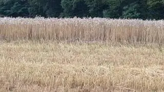 Affut renard 20h45 le 08 07 2017.javais pris le bon vent ce jour là comme d'hab ouahou surprise.