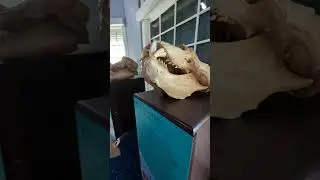 Orca, Elephant Seal, & Bottle-Nosed Dolphin Skulls at Roundhouse Aquarium 1/6/26