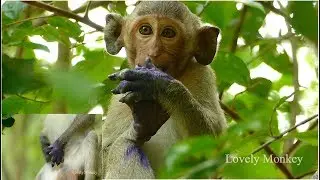 Update Little Baby Monkey Janet Wound Is Looking Better | Wound Is More Dark Skin And Less Swollen.