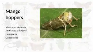 Mango Hopper