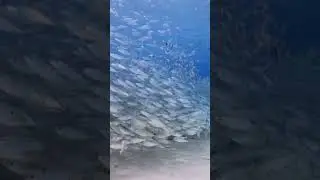 School of Fish: Witness Nature's Most Mesmerizing Underwater Ballet #shorts #fish #ocean #marinelife