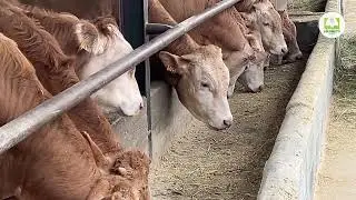 La cura dell'allevamento Piemontese è applicata ai bovini di razza Blonde d'Aquitaine nel Doglianese
