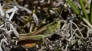 Bruine sprinkhaan Chorthippus brunneus, roepzang en rivaliseren