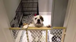 Beatrix kiddo the bulldog