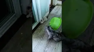 Cats Knocking Things Over &ndash; Funniest Cats Compilation Ever