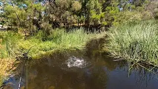 Catching Carp in Melbourne's Wetlands (A compilation)