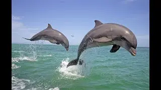 Irrawaddy Dolphin -The Rare & Intelligent River Guardian!