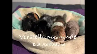 Vorstellungsrunde | Die Schweine