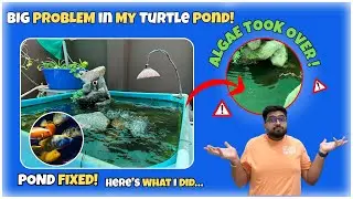 My EPIC Turtle & Cichlid Pond UPDATE from Kids' Pool! 🌿 Algae GONE?! 😱🇮🇳
