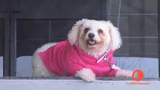 Dear Abby: Abby's Dog Dies (Episode 9) || Dance Moms: Bonus Scene (S3E9)