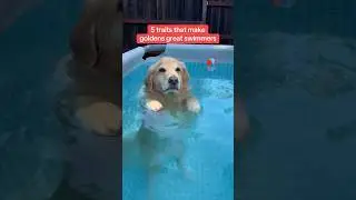 oat was born ready for pool time #goldenretriever #dogfacts