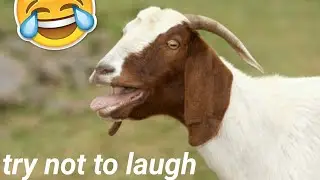 Try not to laugh:Goat edition