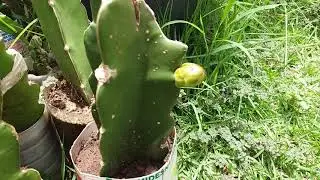 ATUALIZAÇÃO DO BOTÃO FLORAL DA PITAYA