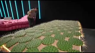 brain and cactus bed