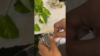 Easy glass jar plant pot #youtubeshorts #shorts #moneyplant #indoorplants #creative