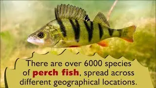 Perch Fish Facts