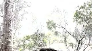 Listening to the sounds of summer - Ganguddy