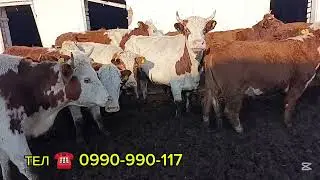 СЕМЕНТАЛ БООЗ УЙЛАР КУНАЖЫНДАР ЧЫКТЫ САТУУГА КӨРҮҢҮЗ БИШКЕКТЕ ЛЕСНОЕ ЧАЛЫҢЫЗ ЭЭСИНЕ ДОСТАВКА БАР ✅
