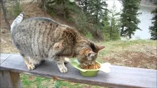 Only Natural Pet #PawNatural #ad