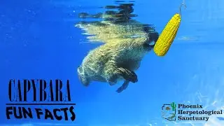 Two Minutes of Capybara Swimming!