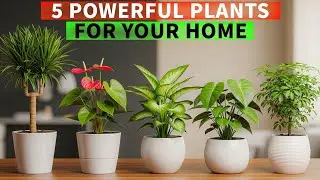 5 Indoor Plants That Quietly Fix Common Home Problems || Solved by Plants