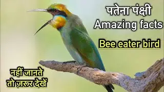 पतेना पंक्षी के बारे में रोचक तथ्य || Interesting facts about bee eater birds in Hindi