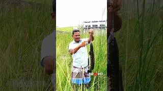 BIG SNAKEHEAD FISH CATCHING ‼️ AMAZING SNAKEHEAD FISHING #fishing #shorts #fish