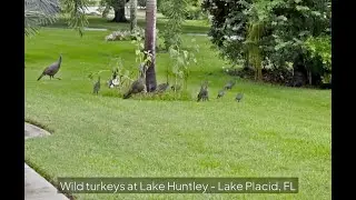 Wild Turkeys - Lake Huntley, Lake Placid, FL