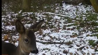Roe Deer on Trailcamera in the UK