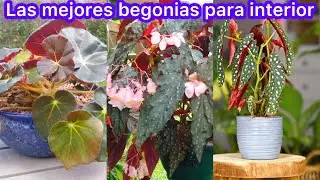 Estas begonias son de interior😱si no lo sabes?