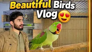 Beautiful Birds Vlog 😍 Birds Lovers Must Watch Amazing Birds Beautiful Birds Sounds Relaxing Nature
