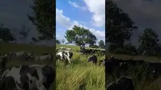 avacada