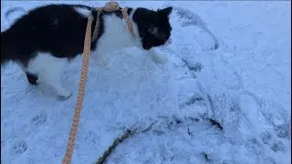 Yuji&rsquo;s First Snow Adventure - Paw Prints Everywhere! 🐾❄️ 