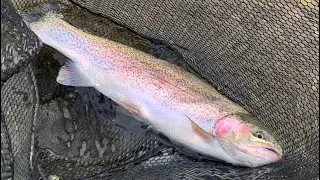 Buzzer and dry fly action! 💥 | fly fishing for trout UK | Wales