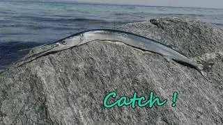 Catch´n cook..Hornhecht