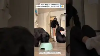 Fake Kidnap Prank While Dog Eats Food &ndash; This Dog's Reaction Is Epic! 🐕💪 #Shorts
