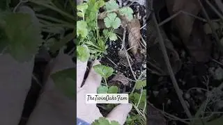 Cilantro Volunteering in January in Ohio Garden