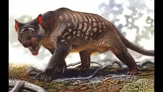Thylacoleo- The Marsupial Lion