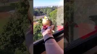 The naughty bird is very cute. #shortvideo