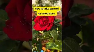 Tips & Tricks for Nurturing Grafted Roses #rose #grafting #tips #gardening