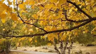 Els colors de la tardor al Pallars Sobir&agrave;