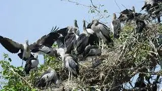 Trees and water plants give shelter and nesting places  Bird Sanctuary  EP210