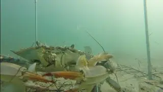 Крабовая ловушка на Внешних берегах III