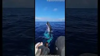 Встречи с диким морем 🌊🐬 | Невероятные и неожиданные моменты в океане!