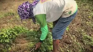 Zero Waste Farming: Free Animal Feed from Peanut Harvest _FarmersLife _Shorts