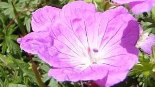 Cranesbills - Geranium - Bl&aacute;gresi - Gar&eth;pl&ouml;ntur - Sumarbl&oacute;m